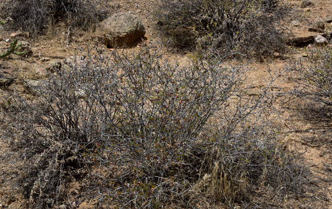 Fairyduster is a low-growing inconspicuous (until it blooms) shrub or subshrub; without spines or thorns; gray to whitish stems (from pubescence); plants with multiple straggling branches. Calliandra eriophylla, Southwest Desert Flora